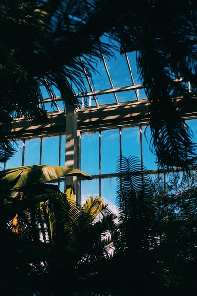 silhouette of plants

